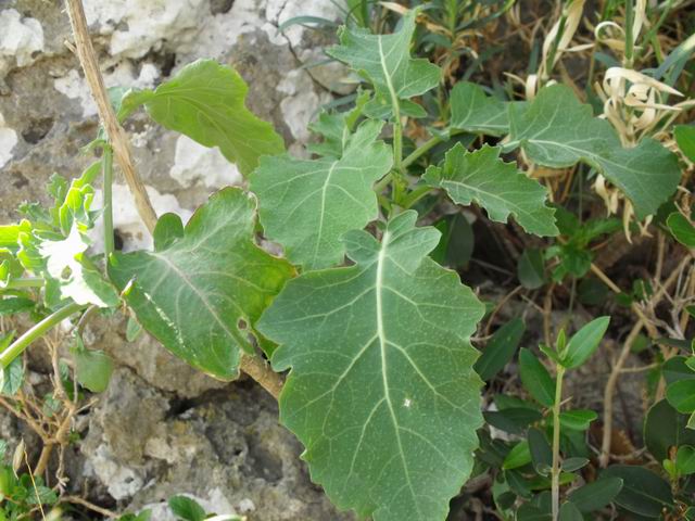 Brassicaceae - Brassica sp.